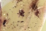 Detailed Fossil Spider and Two Flies in Baltic Amber #310915-1